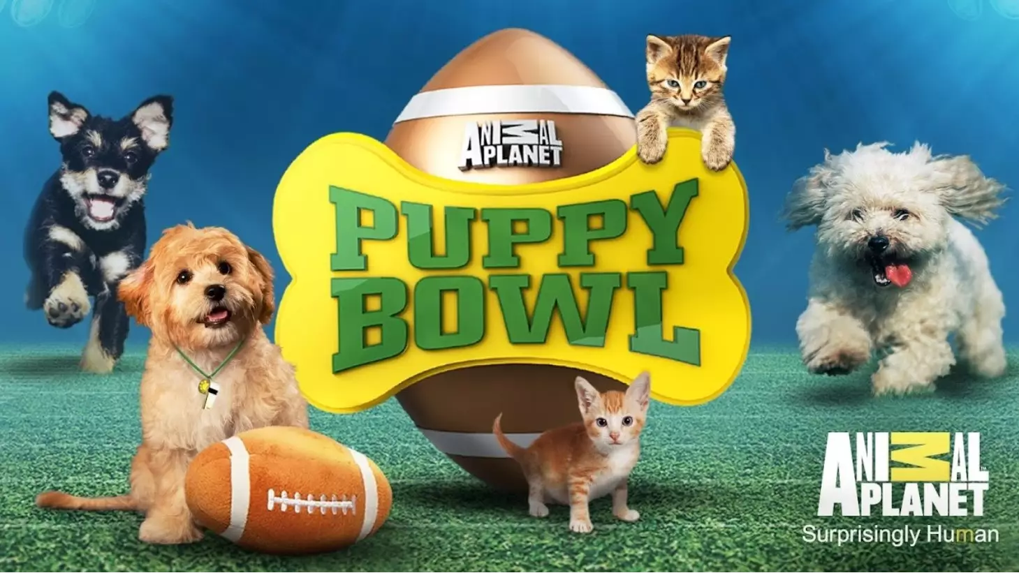 'Puppy Bowl' Is Available To Watch In The UK And It's The Cutest Show Ever