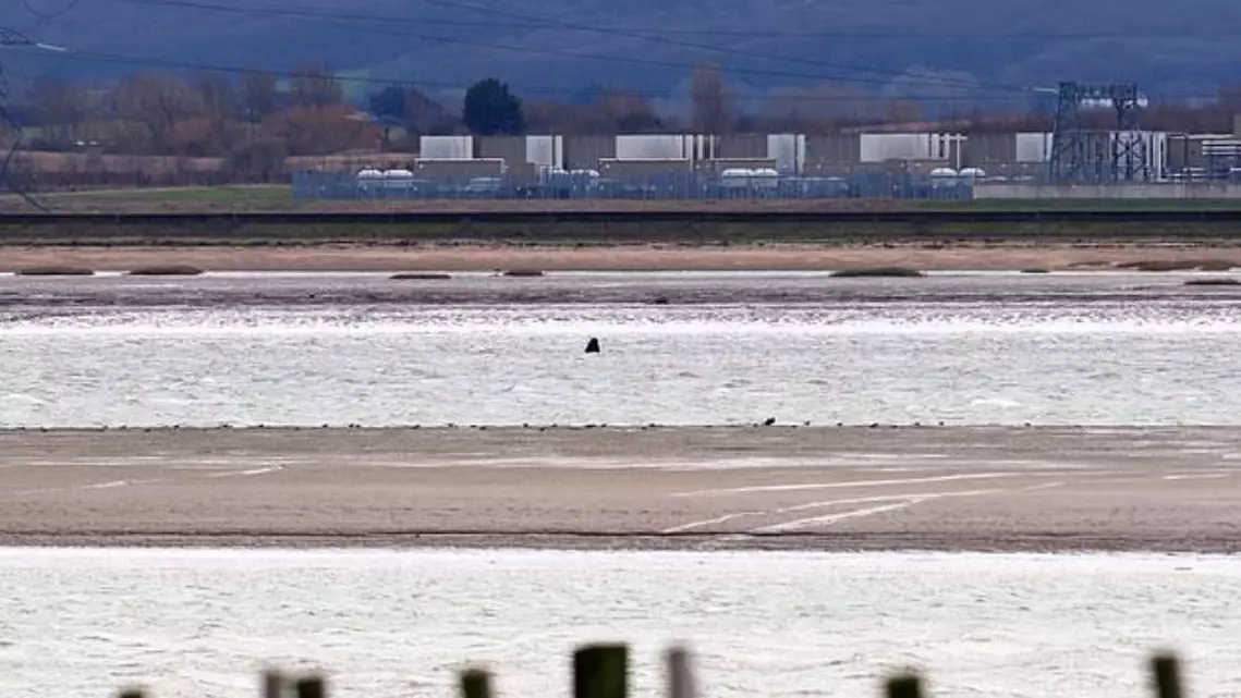 Whale Dies After Getting Stuck In The Thames Estuary 