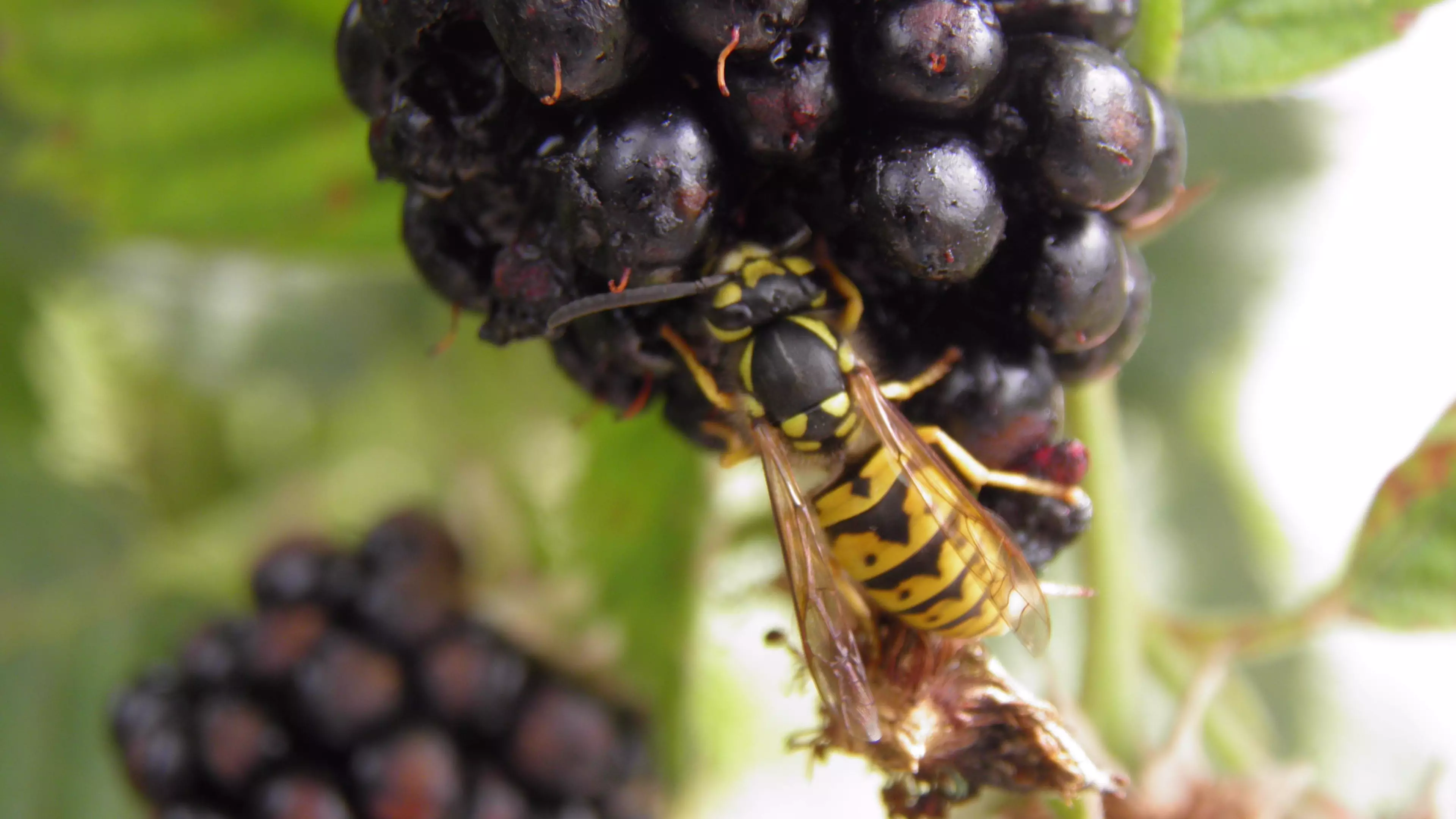 'Super' Wasps Who Sting You Repeatedly Set To Ruin Your Summer