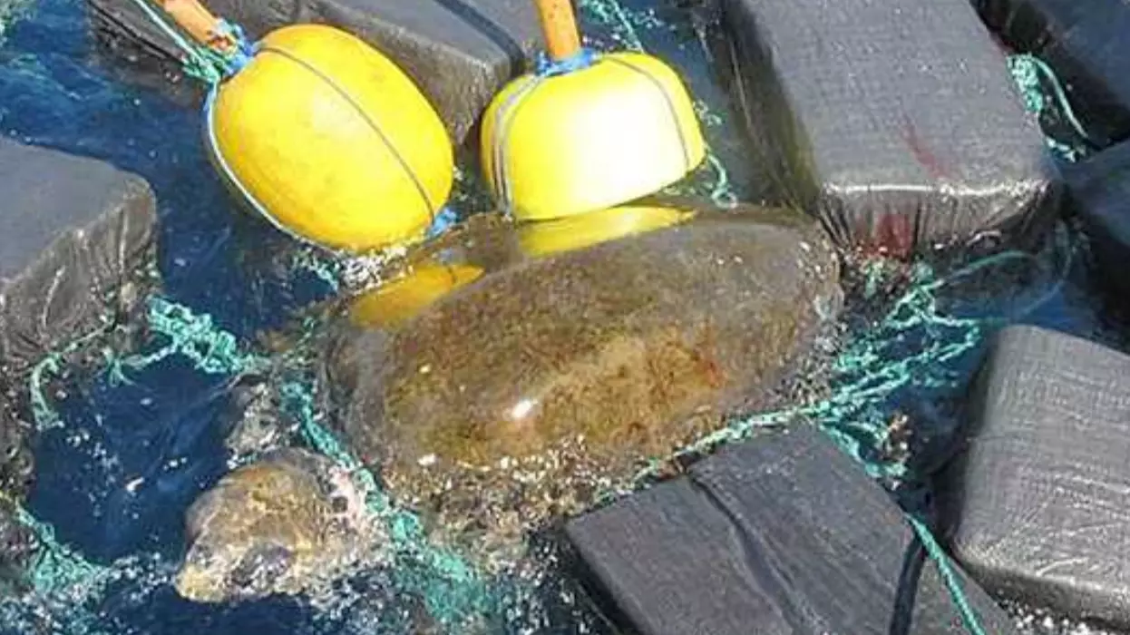 Sea Turtle Found Tangled Up In $53M Worth Of Cocaine