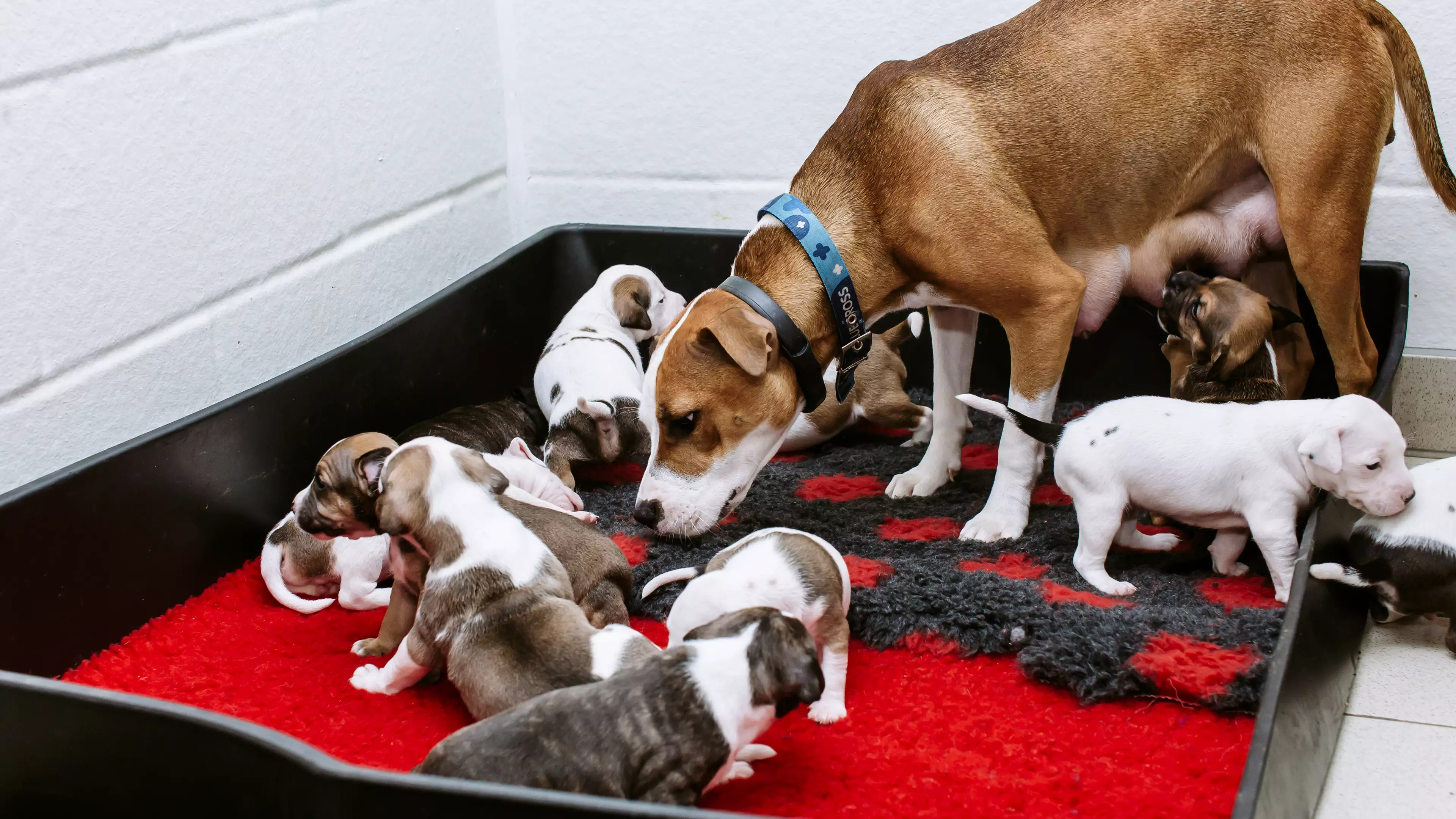 Dog Was Tragically Abandoned Hours Before She Gave Birth To 12 Puppies