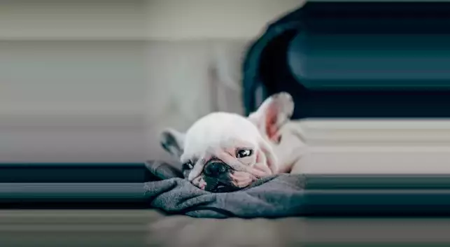 500 French Bulldog puppies were found on the flight in March (