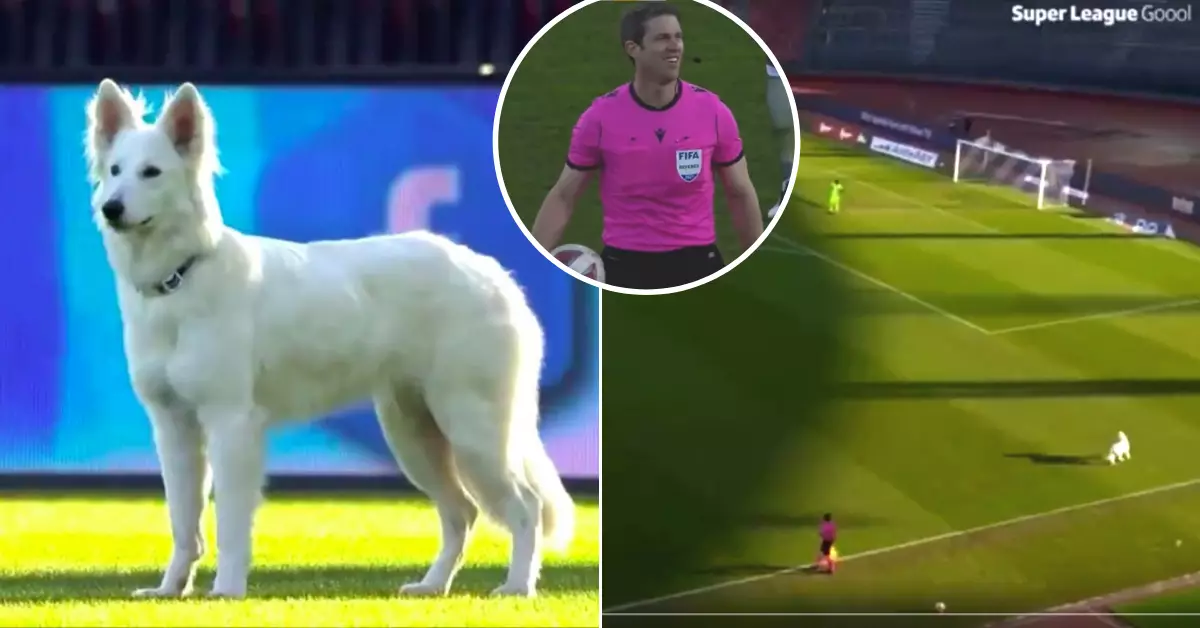 Dog Invades Pitch During Swiss Super League Game, President Comes To Collect