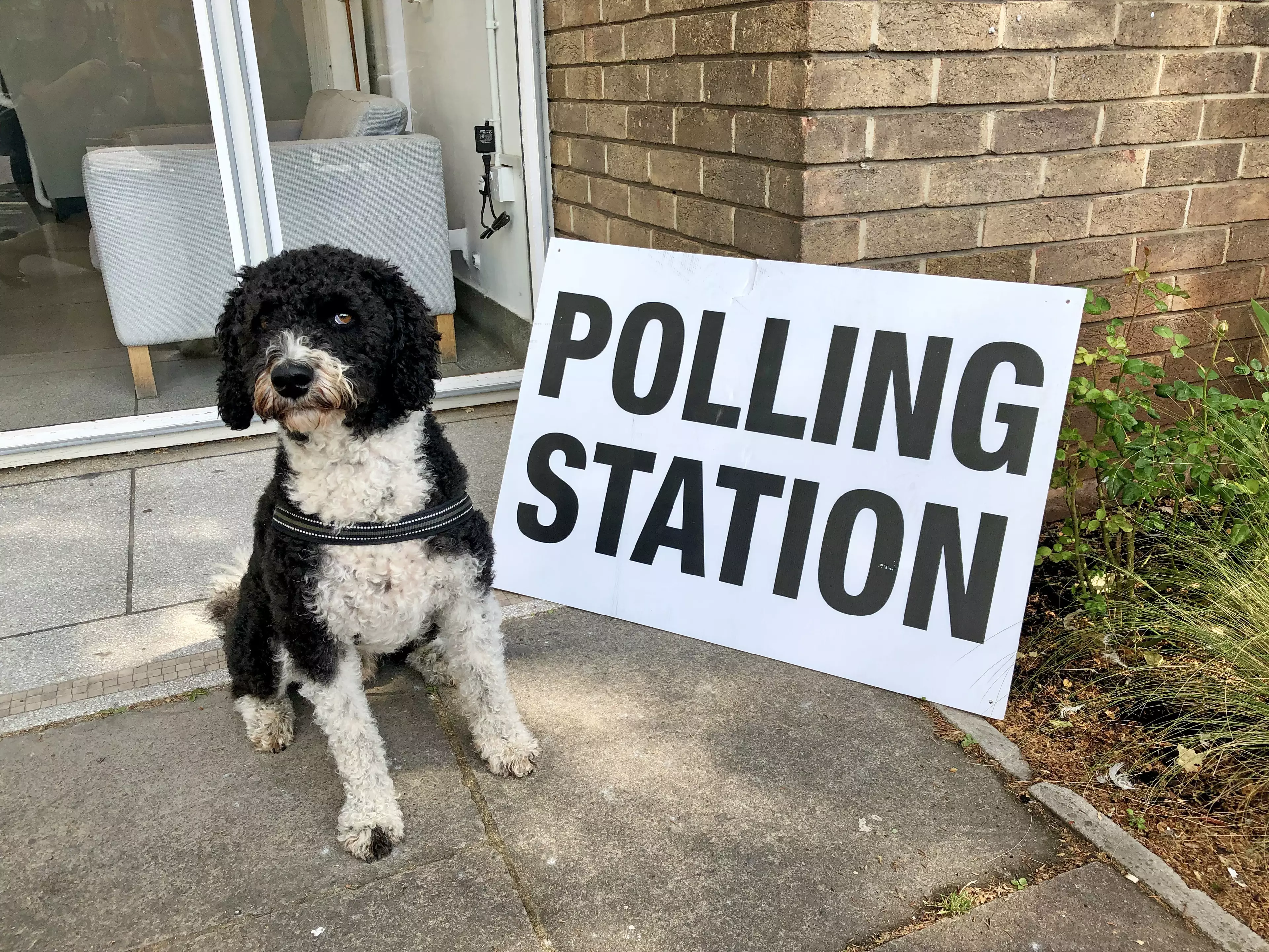I may or may not be able to guarantee each polling station has a doggo outside it.