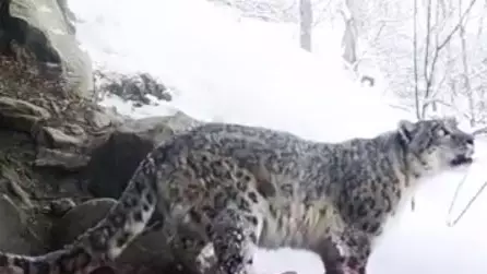 Endangered Snow Leopard Calls Out To Mark Territory In 'Extremely Rare' Video