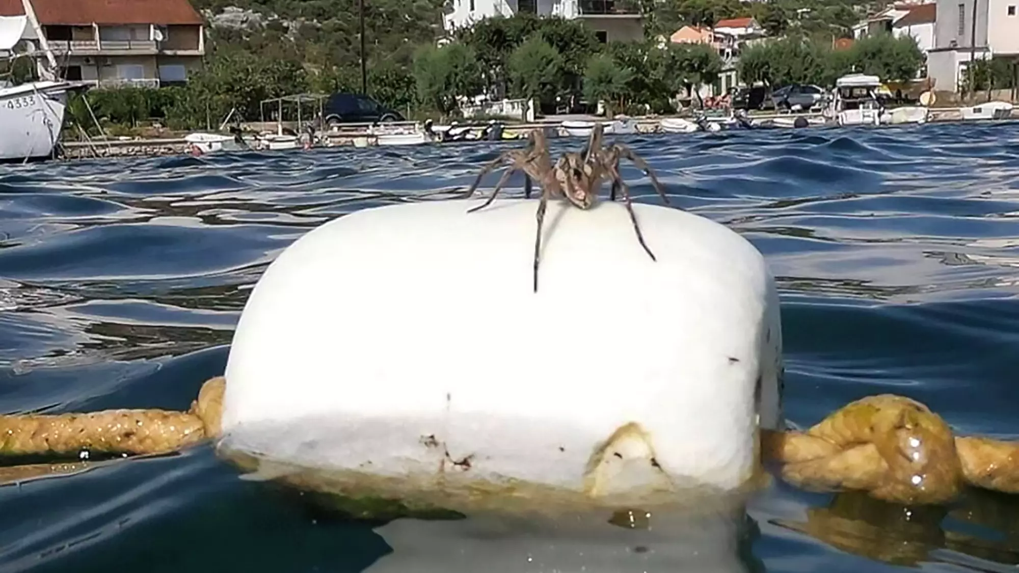 ​Mysterious Tarantula Floating On Buoy Baffles Beachgoers