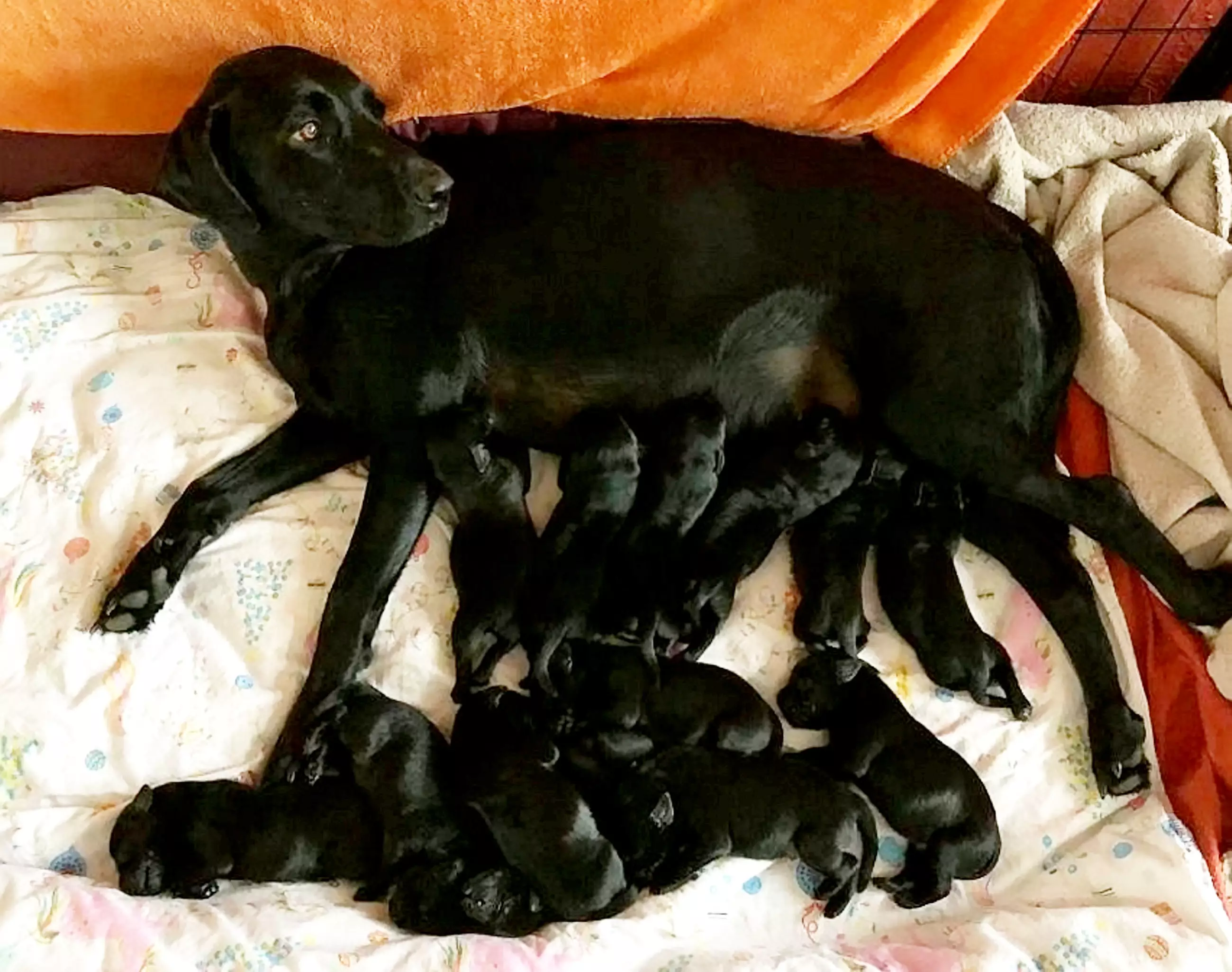 Beau was only supposed to have six pups (