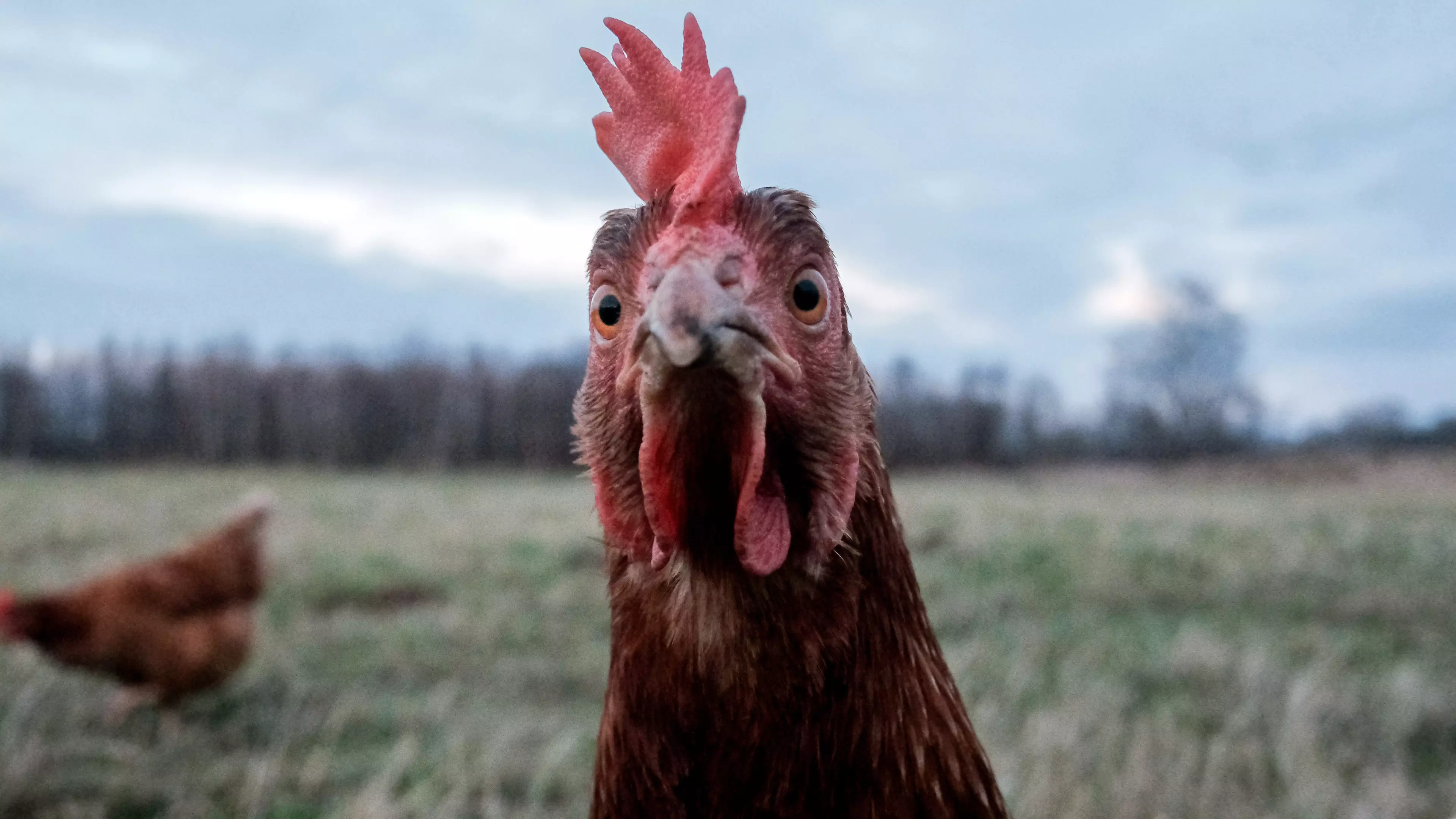 PETA Wants People To Stop Calling Others 'Chicken' Or 'Pig' Because It's 'Speciest'