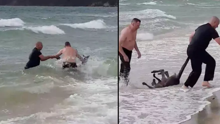 Police Officers Save A Kangaroo From Drowning In The Sea