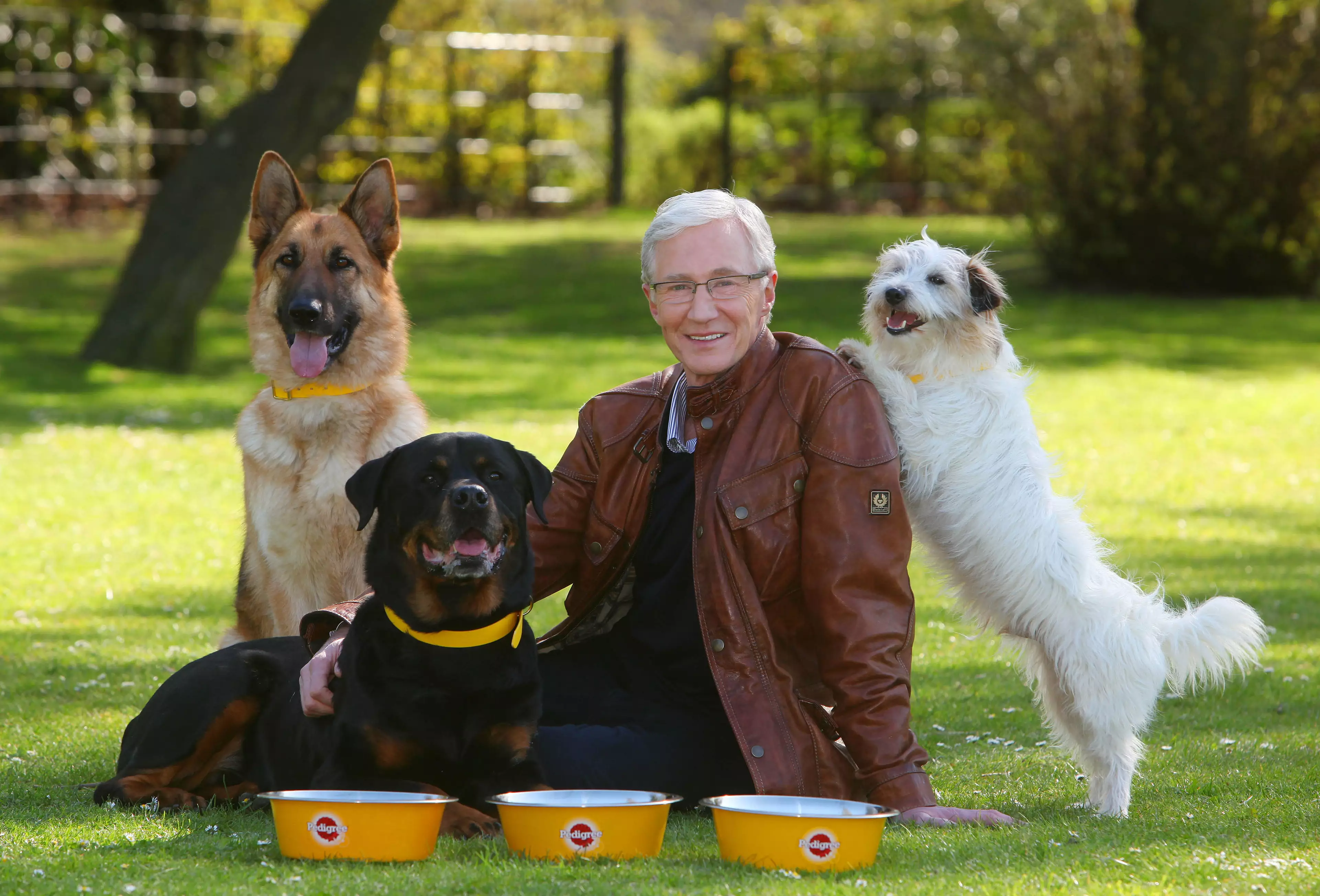 Paul O'Grady, surrounded by dogs.