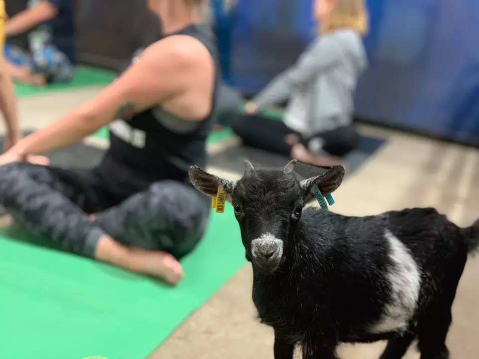 Polly Wiltshire set up the classes after finding her own goats loved to interact with her whilst she practised yoga (