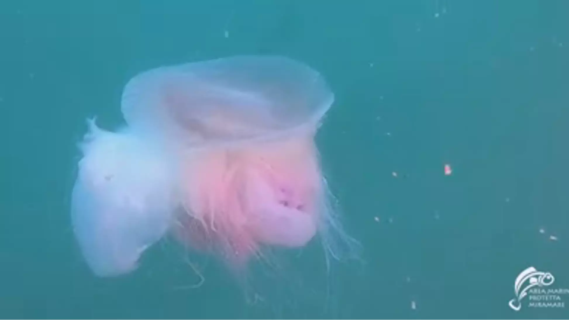 Rare Pink Giant Jellyfish Sighted For Only The Fourth Time In History 