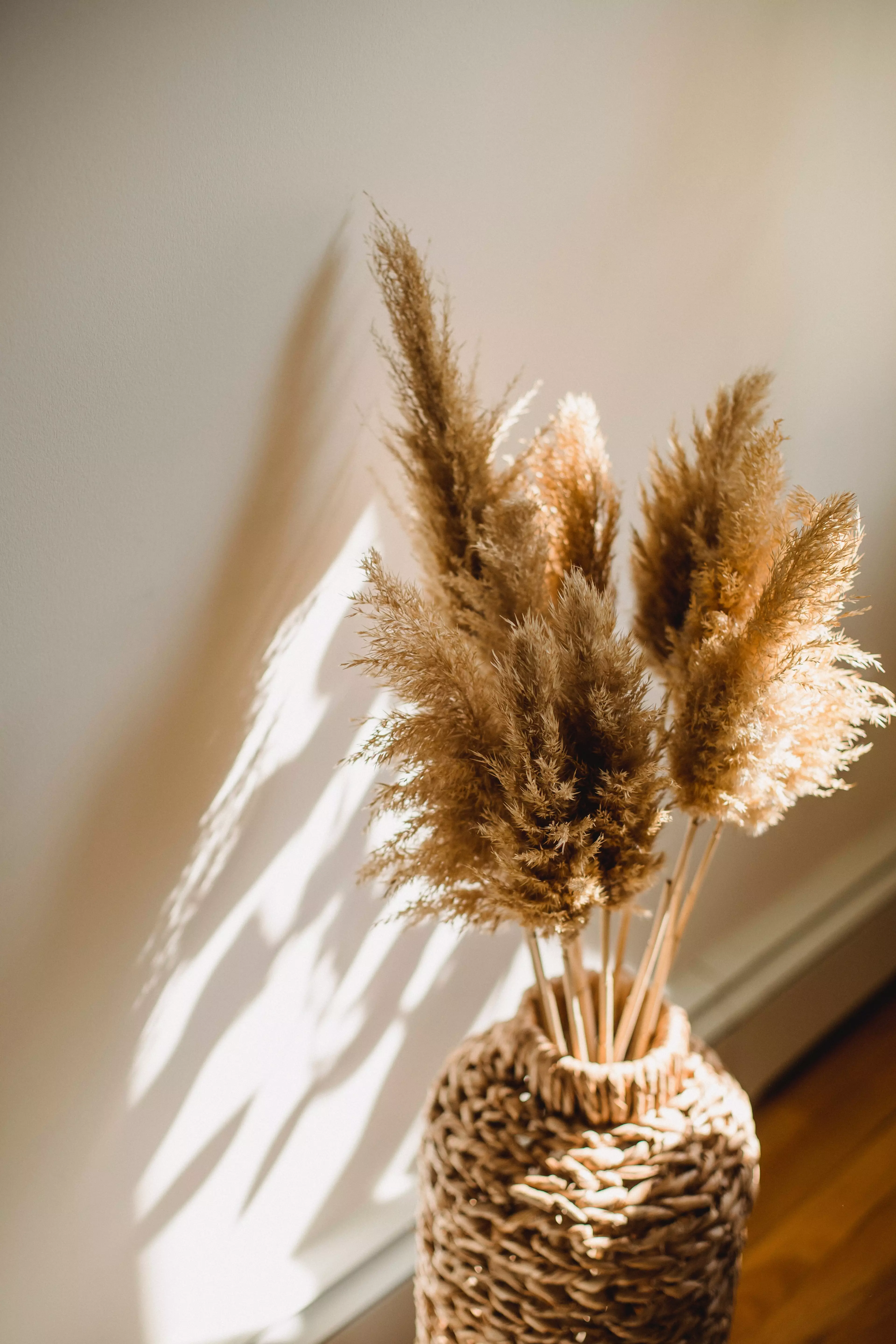 Pampas grass is now a popular indoor plant (