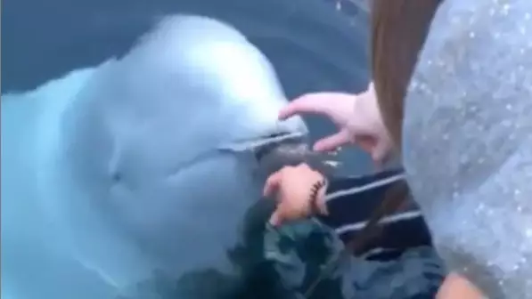 "Russian Spy" Beluga Whale Returns Woman's Phone In Norway