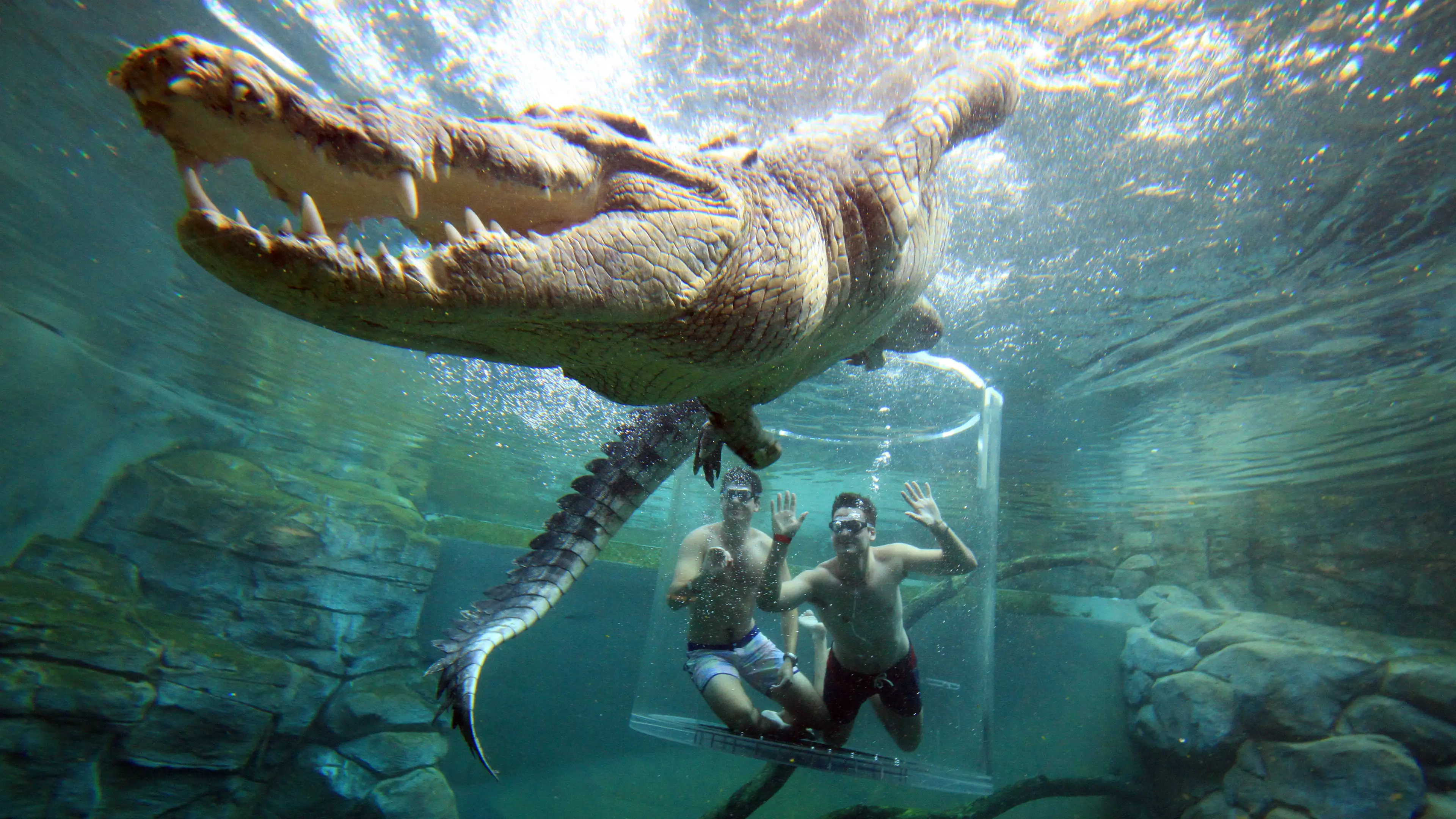 Attraction Lets Visitors Come Face-To-Face With Crocodiles 