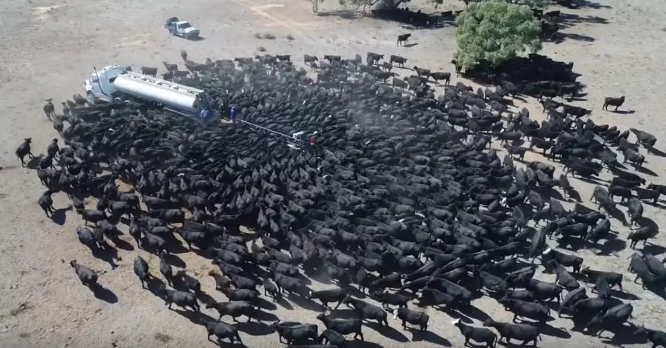 Hundreds of Cows Surround Water Truck During Drought In Australia