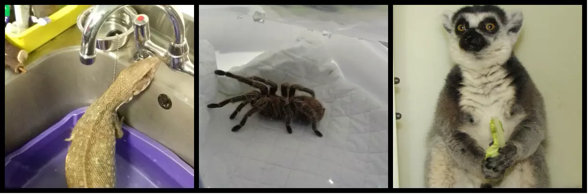 A neglected monitor lizard, a tarantula found in a bin and a pet lemur have been taken in by authorities.