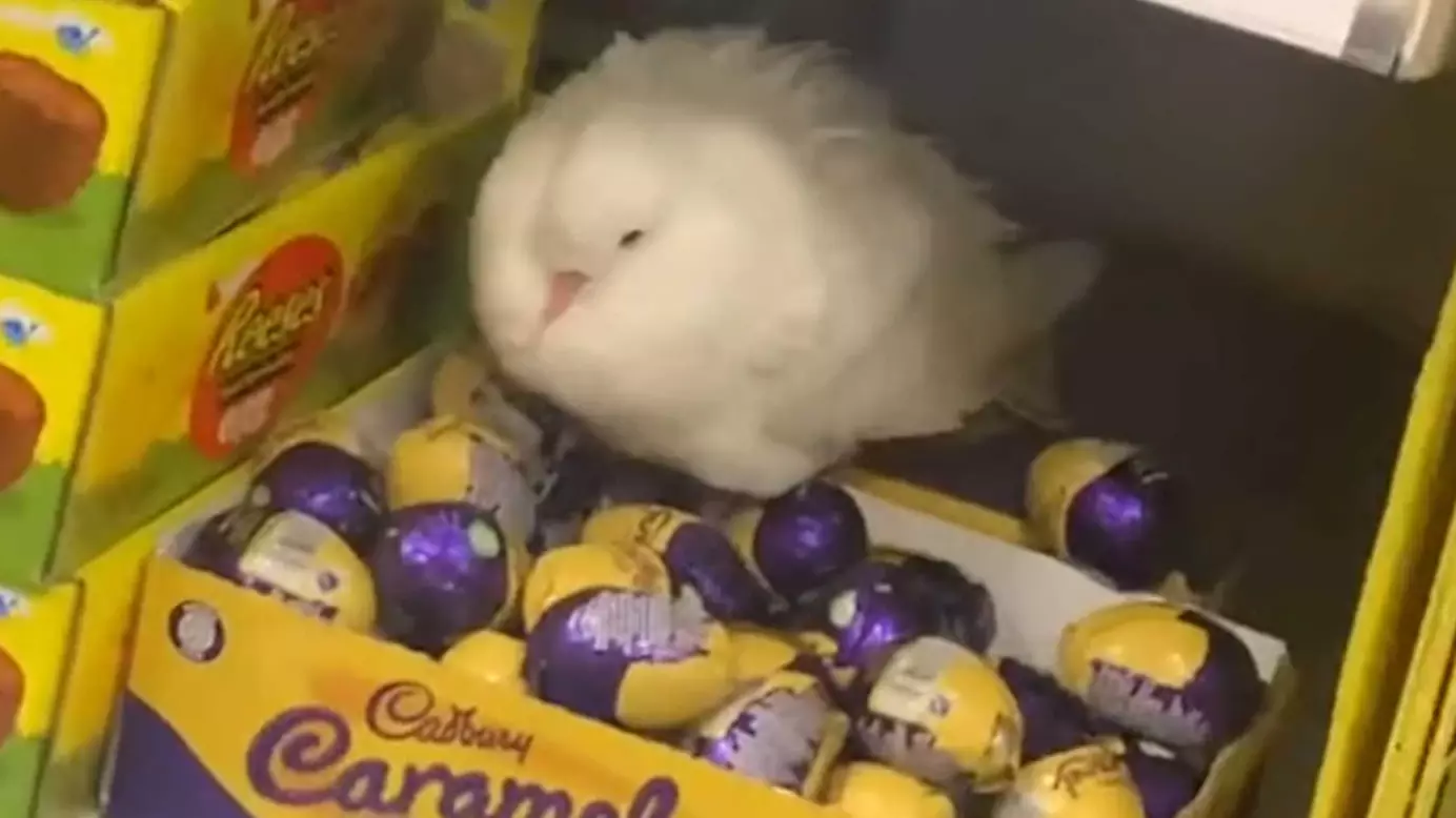 Confused Pigeon Filmed Guarding Box Of Cadbury Chocolate Eggs At Tesco