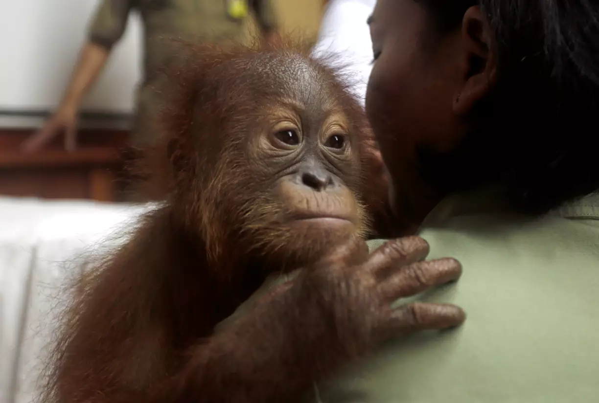 The orangutan being held by a vet.