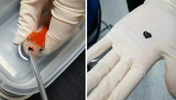 Woman Spends $500 Saving Her Beloved Pet Goldfish From Certain Death