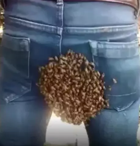 Bees swarm on man's bum