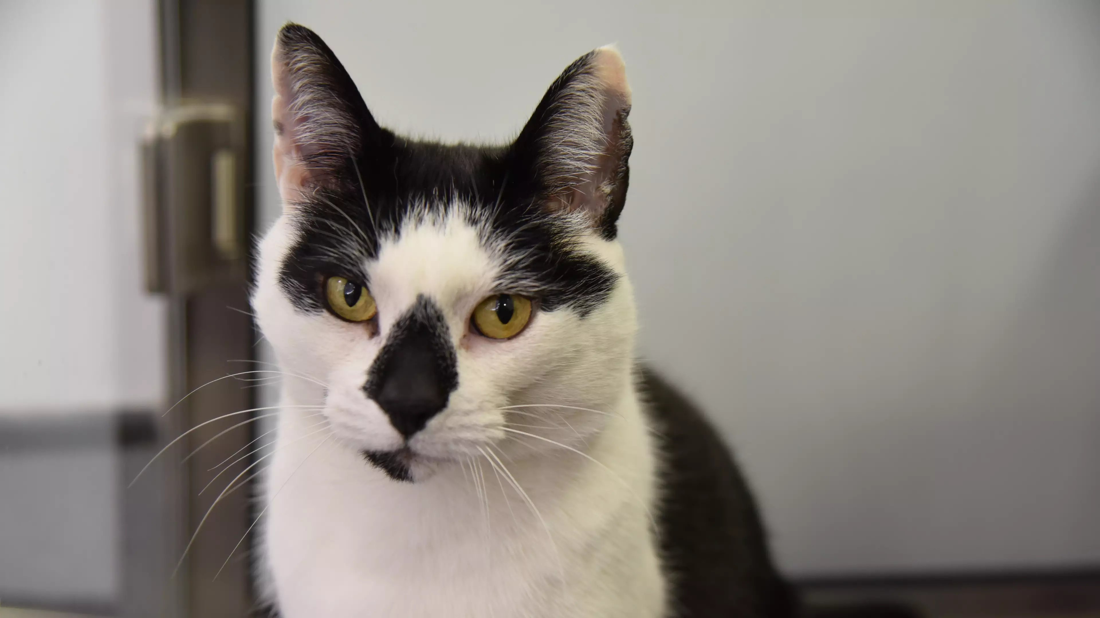 Britain’s Loneliest Cat Wants A New Home For His Birthday