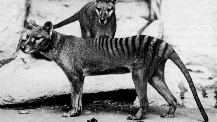 Sightings Of Extinct Animal Of 80 Years Spark Interest In Australia