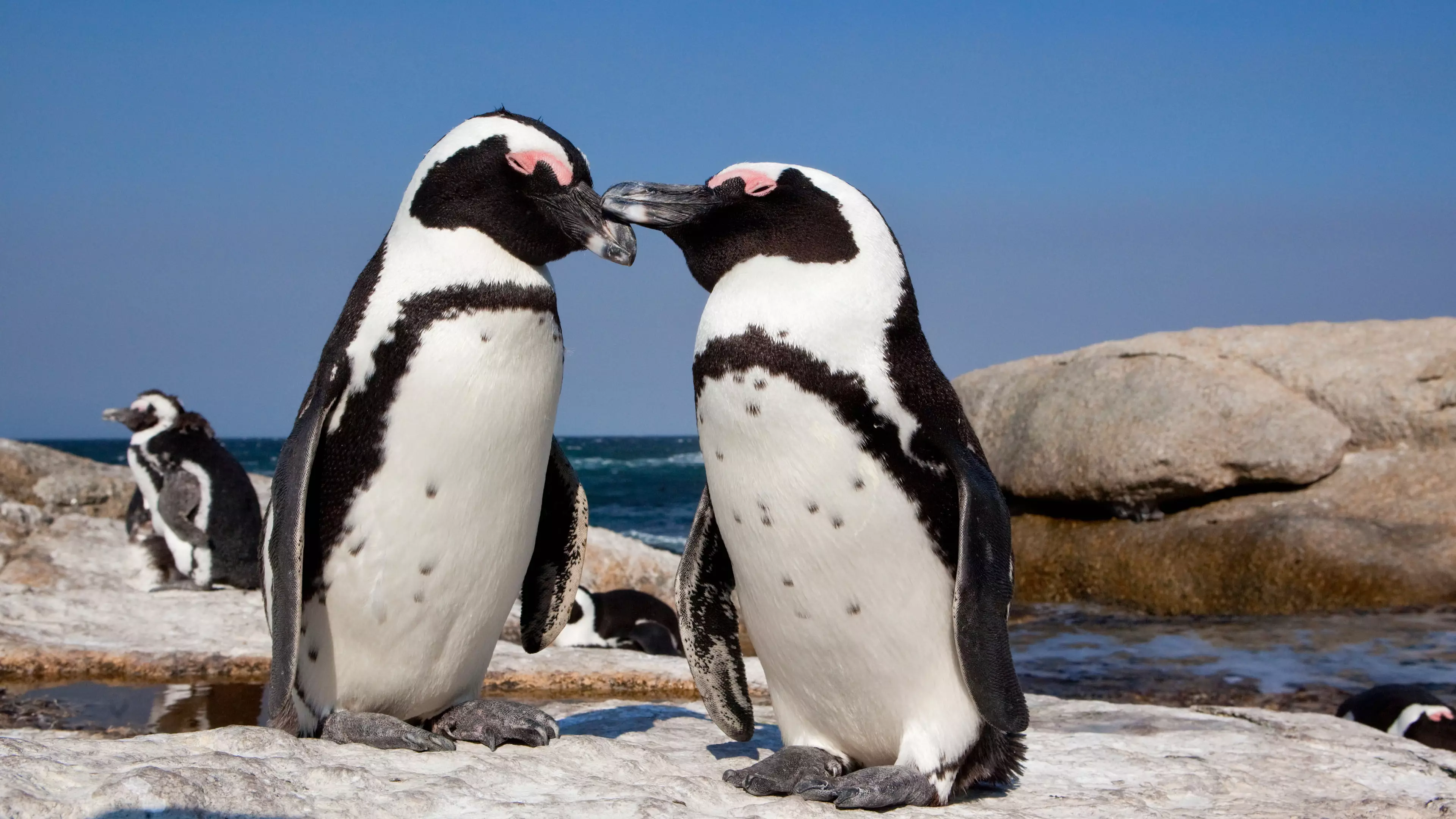 Swarm Of Bees Kills More Than 60 Endangered Penguins In South Africa 