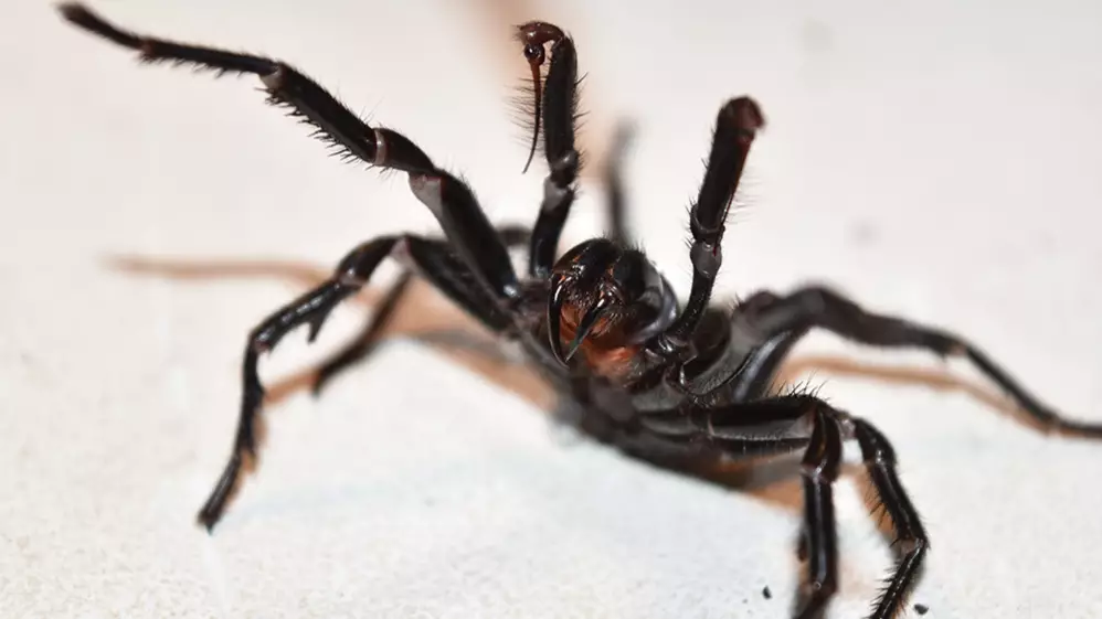 New South Wales Warned To Watch Out For A 'Plague' Of Deadly Spiders