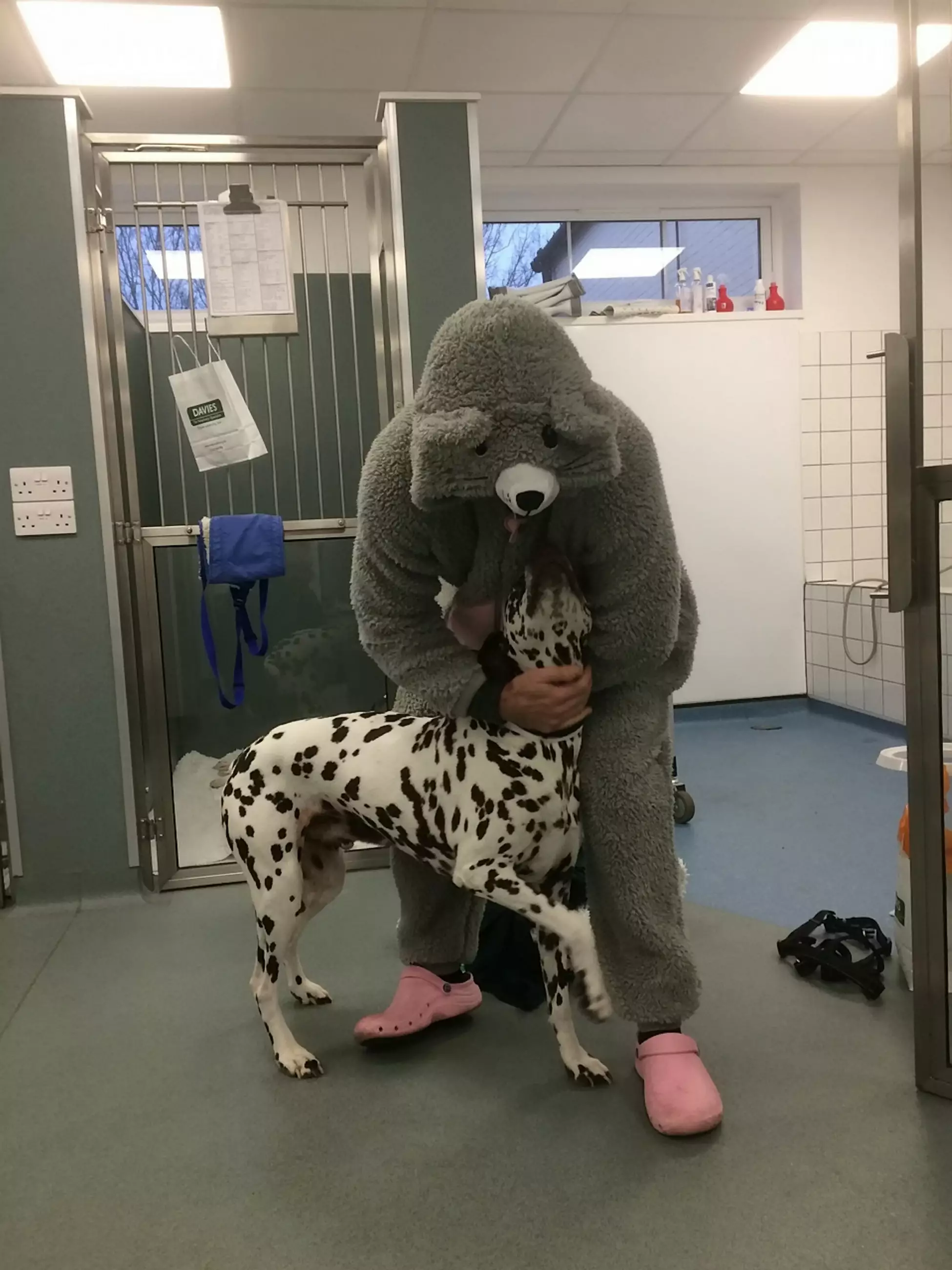 The vet wore a giant mouse costume to soothe nervous dog.