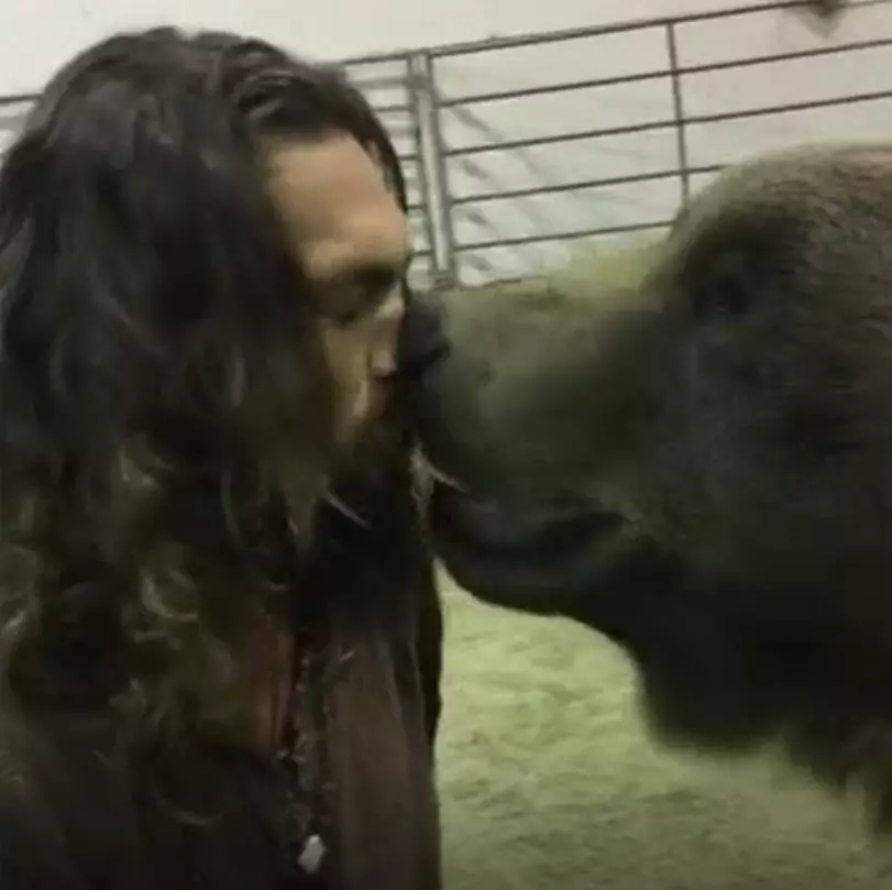 PETA has condemned Momoa for working with the bear.