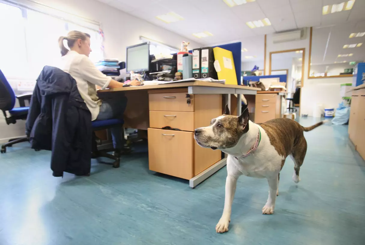 Vera patrolling the fundraising office at Battersea Dogs and Cats Home in London.