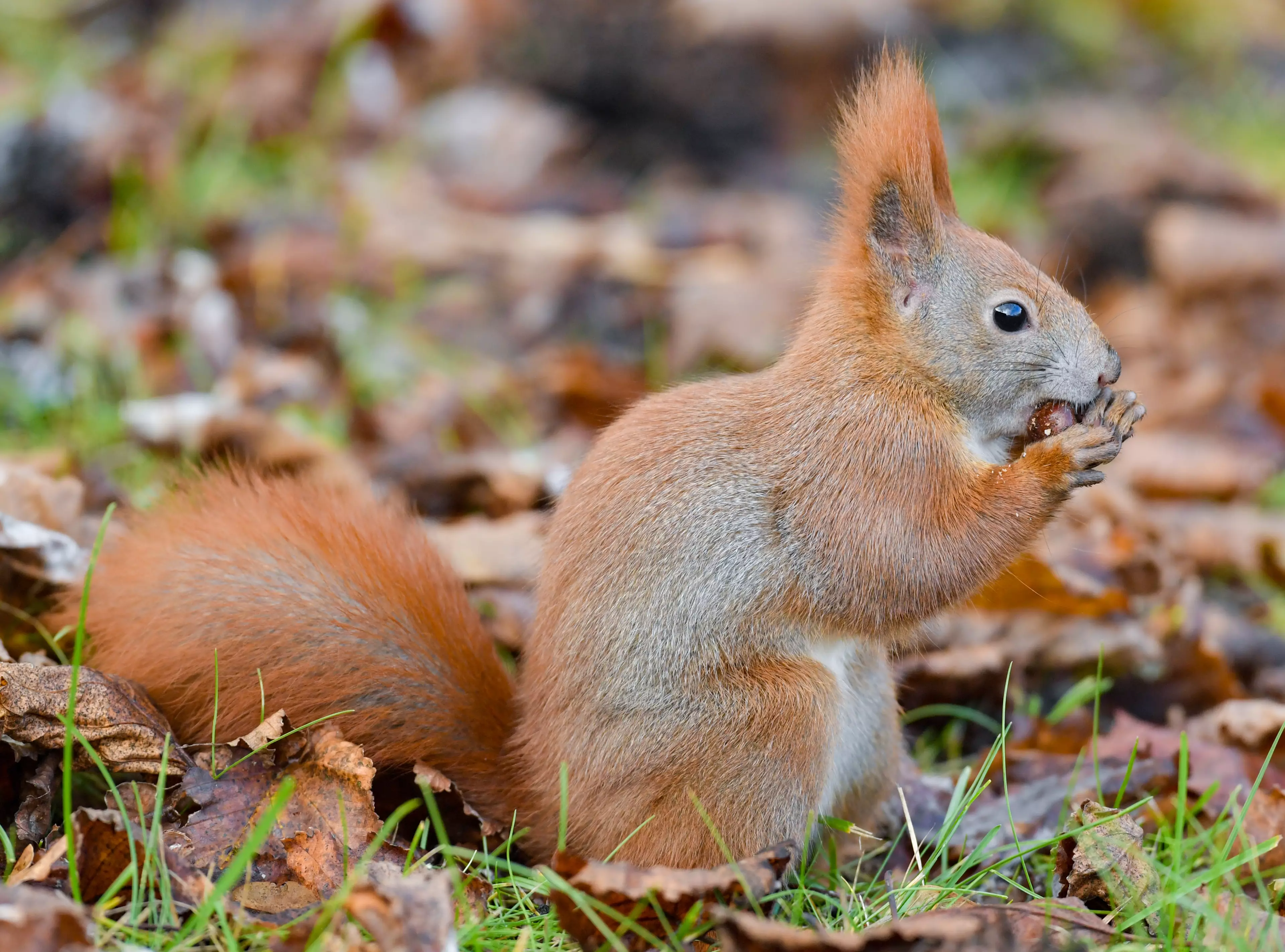 A squirrel in the US tested positive for the bubonic plague.