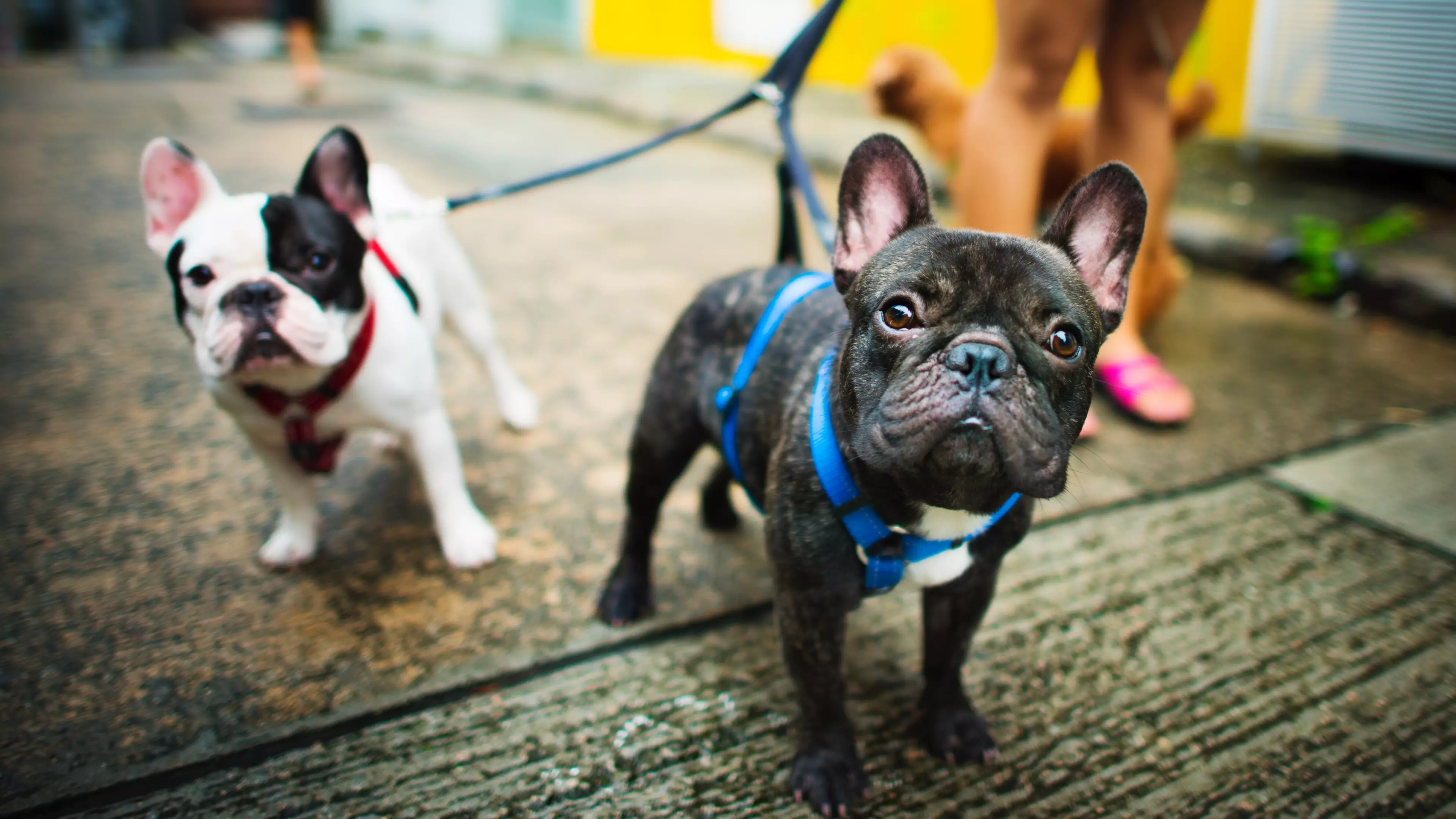 ​The UK’s Most Popular Pet Names Have Been Revealed