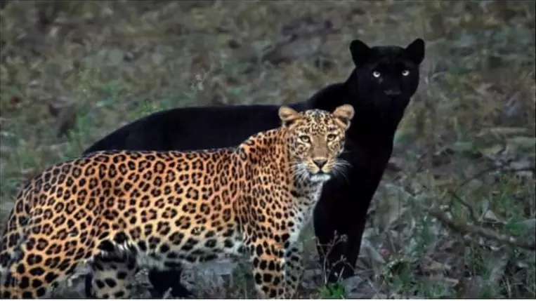 Incredible Photos Of Black Panther And Leopard Couple Go Viral