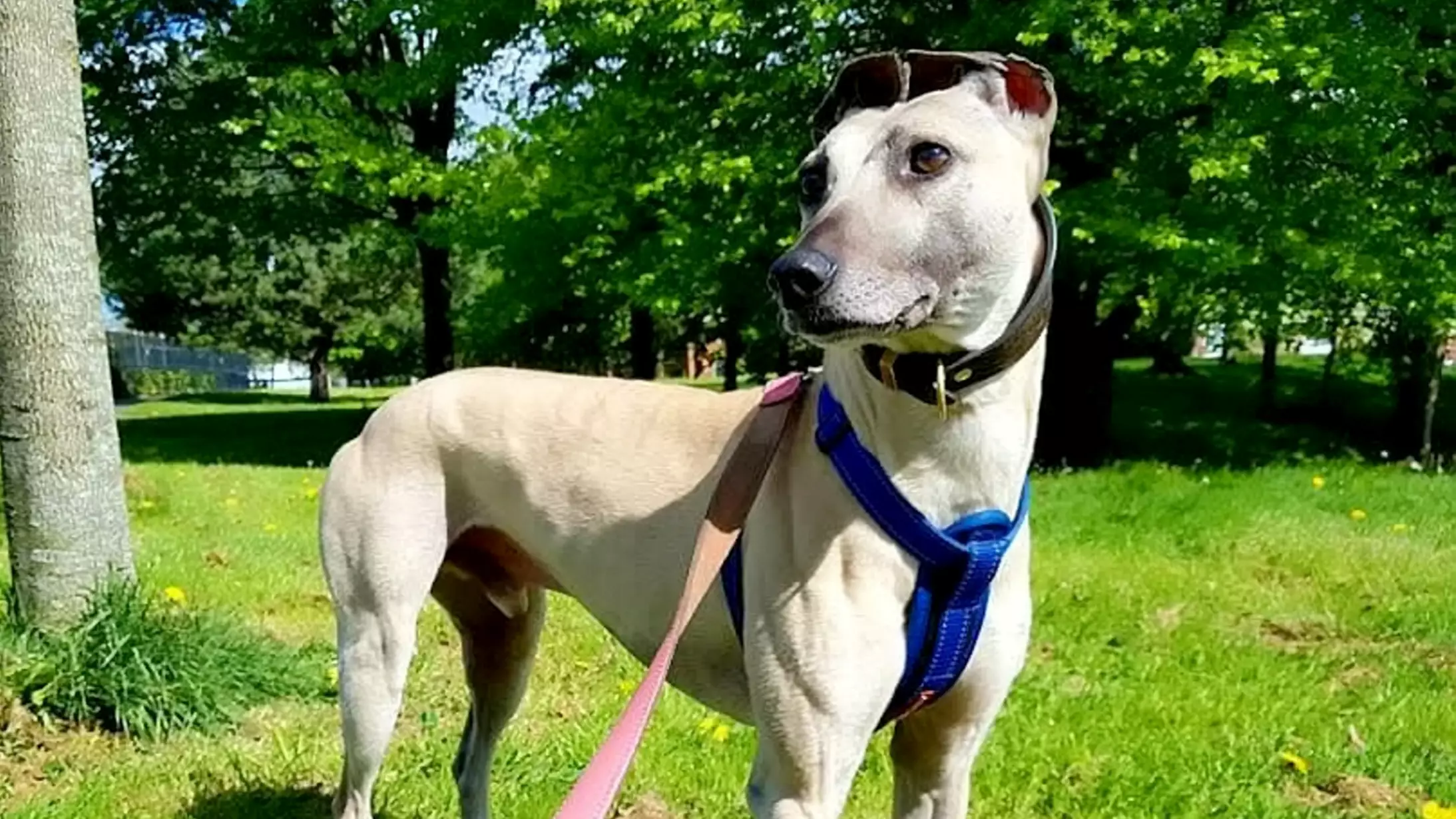 Britain's 'Loneliest Dog' Left Waiting 901 Days In Rescue Shelter 