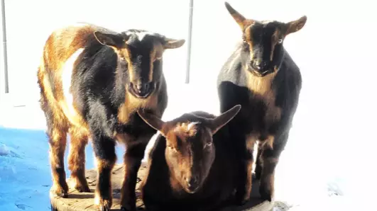 Goats Are Slowly Becoming Everyone’s Favourite Pet On Social Media