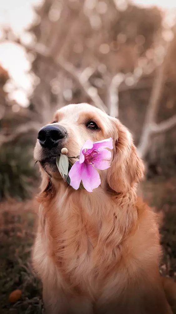 Do you know which plants are harmful to your dog? (