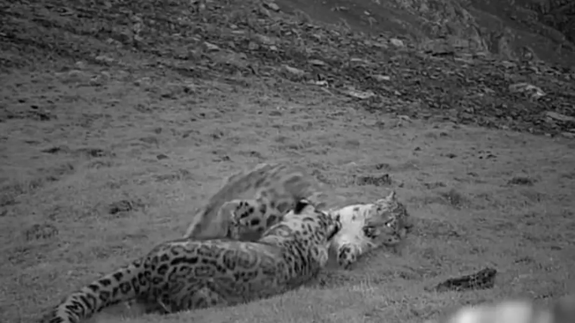 Hidden Camera Captures Snow Leopard Mum And Cub Playing Together