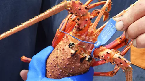 Woolworths And Coles Are Selling Whole Lobsters At Half Price Ahead Of Christmas