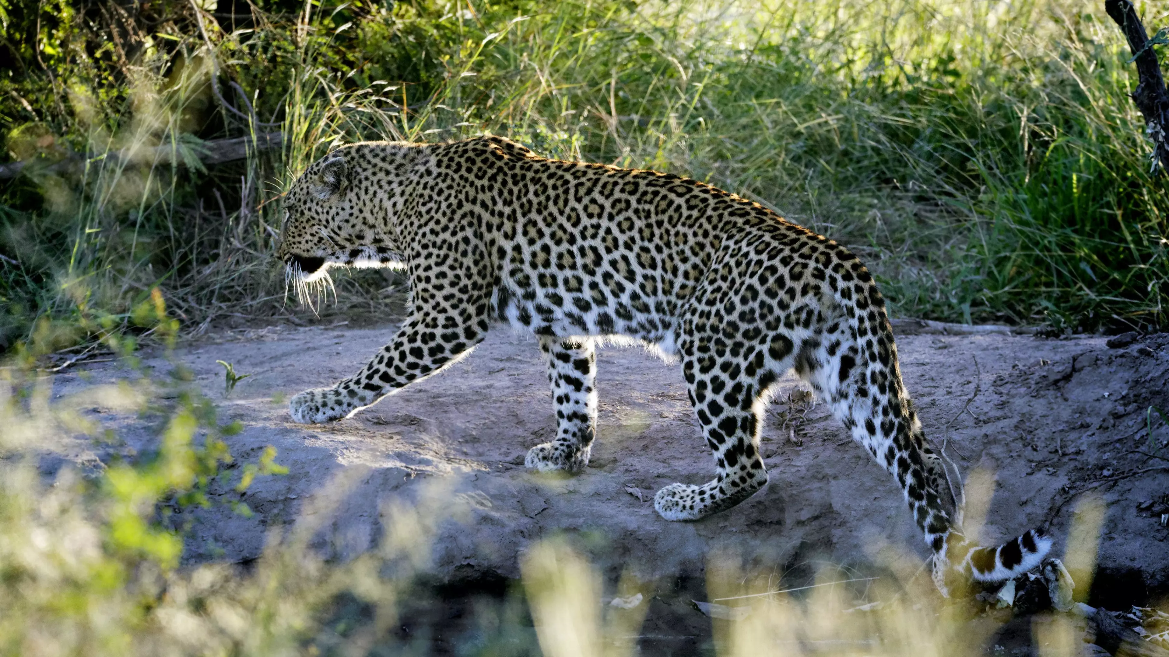 Two-Year-Old Boy Mauled To Death By Leopard At Garden Barbecue 