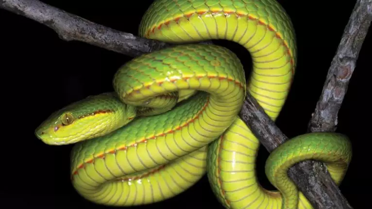 Scientists Discover New Species Of Snake And Name It After Salazar Slytherin