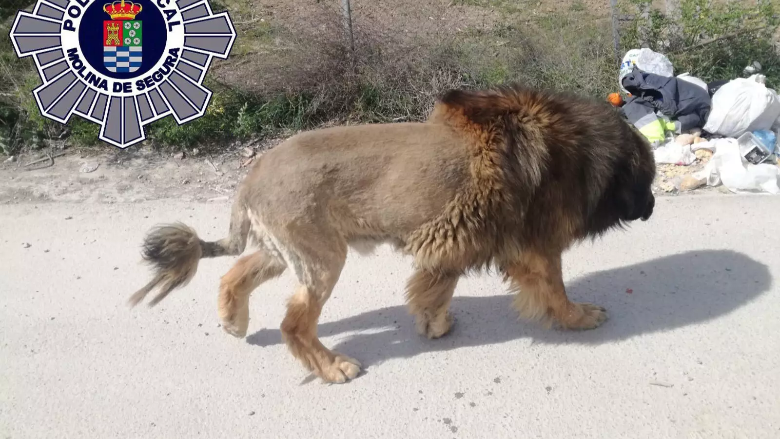 Police Called To Reports Of A Loose Lion Which Turns Out To Be A Dog