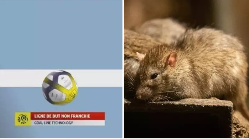 Goal-Line Technology Out Of Use In Nice vs Toulouse Game Because Of Rats Eating Cables