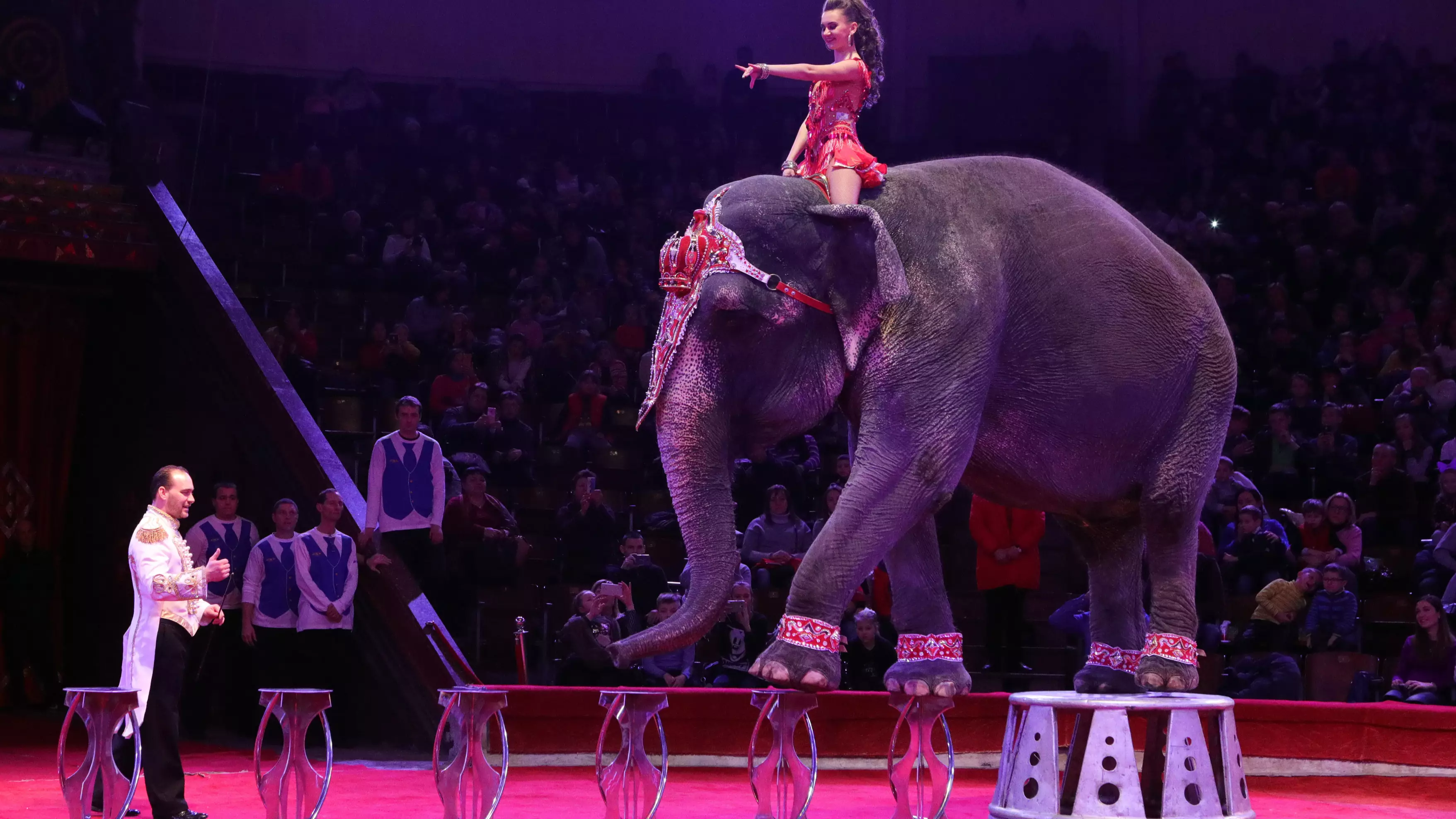 Denmark Retires Country’s Last Circus Elephants To End The Cruel Practice
