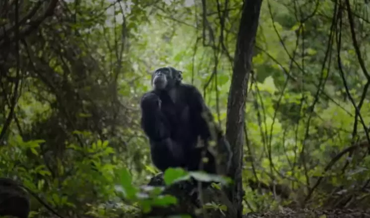 David the chimpanzee from Sir David Attenborough's 'Dynasties'.