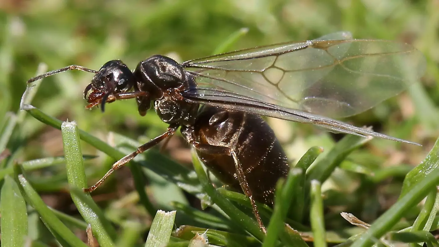 Huge Swarms Of Flying Ants Descend On UK