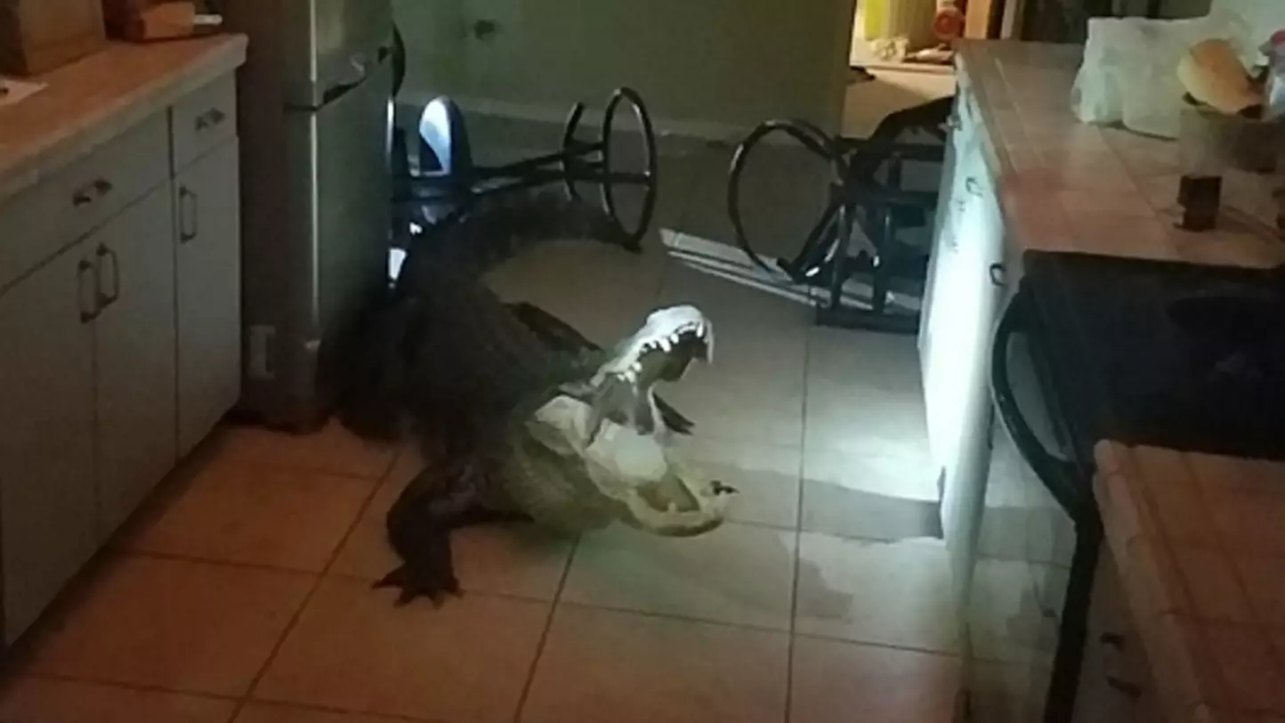 Woman Comes Downstairs To Find Alligator In Her Kitchen