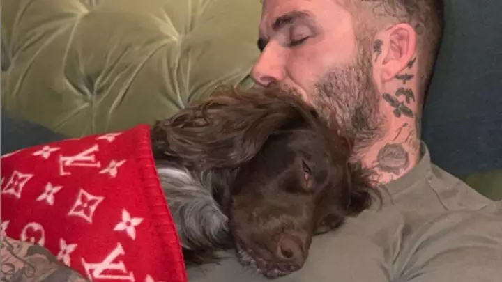 David Beckham Takes A Nap With His Dog Under £4,600 Louis Vuitton Blanket