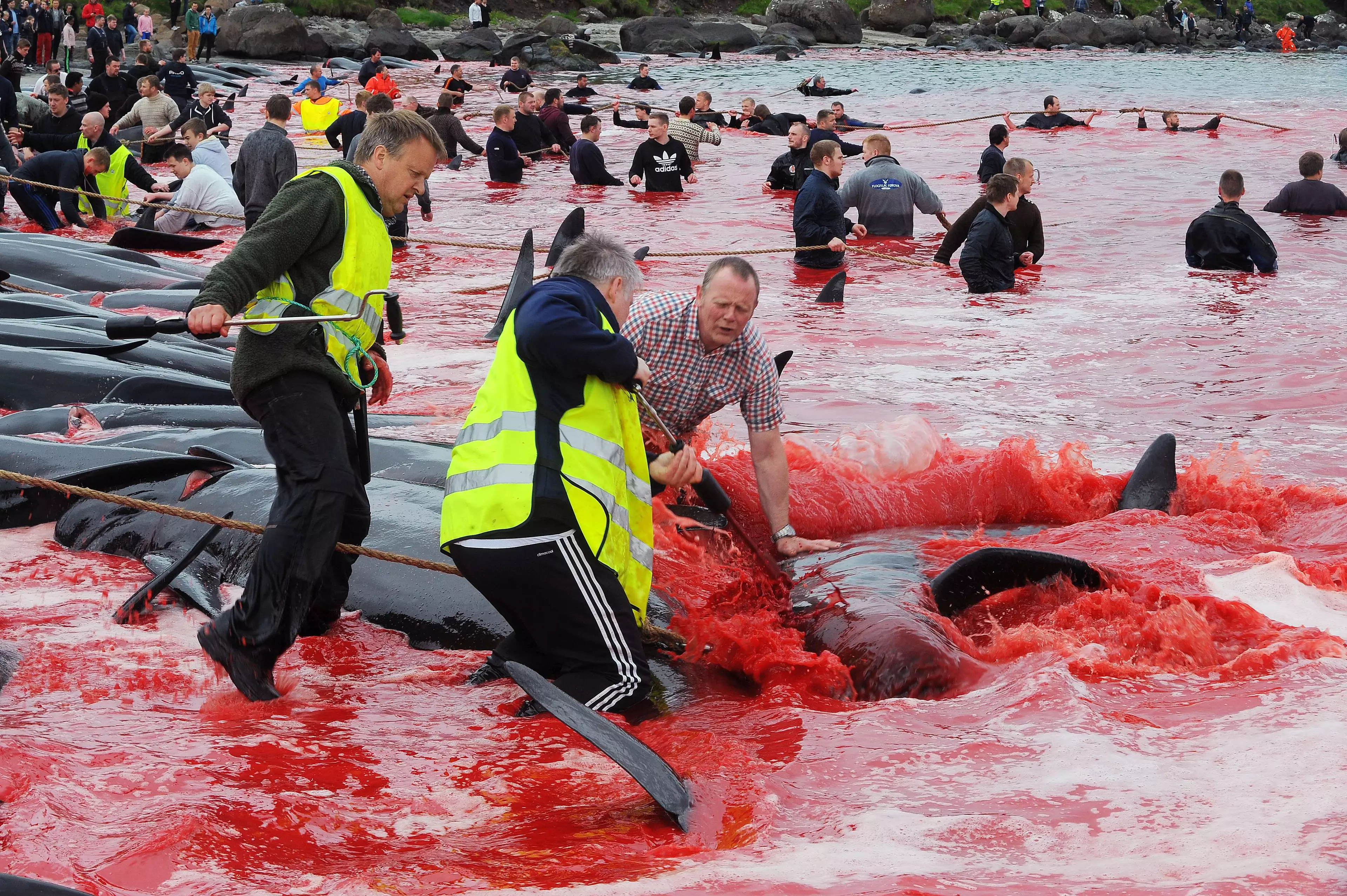 Stock picture: Every year, herds of pilot whales are slaughtered in Denmark's Faroe Islands (